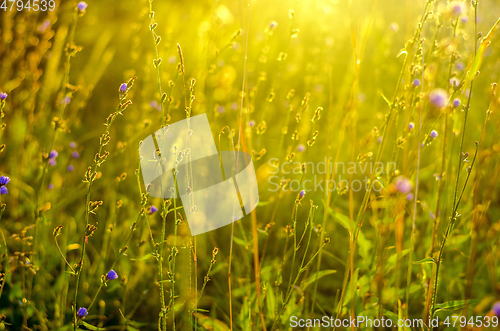 Image of Atmospheric natural background with meadow vegetation in the rays of the rising sun. Bottom view. Toning.