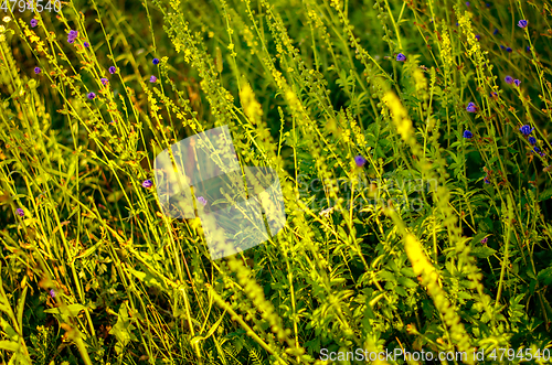 Image of Atmospheric natural background with meadow vegetation in the rays of the rising sun. Bottom view. Toning.