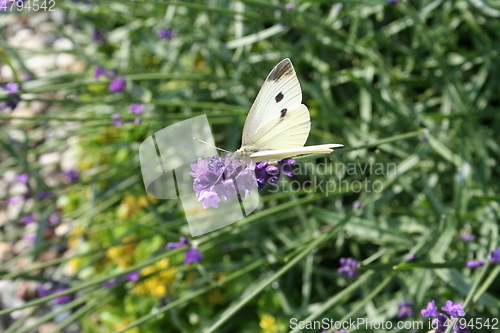 Image of White butterfly - Gonepteryx rhamni - on Lavendel flower