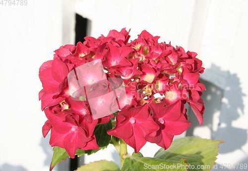 Image of Hydrangea plant