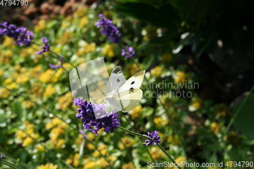 Image of White butterfly - Gonepteryx rhamni - on Lavendel flower