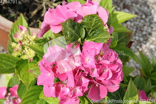 Image of Pink Hydrangea with flower bee