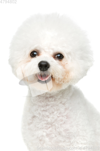 Image of beautiful bichon frisee dog