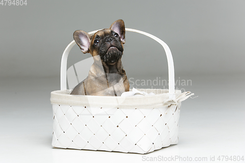 Image of cute french bulldog puppy in basket