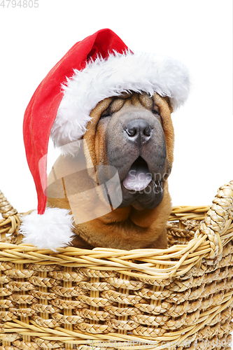 Image of shar pei puppy in christmas hat