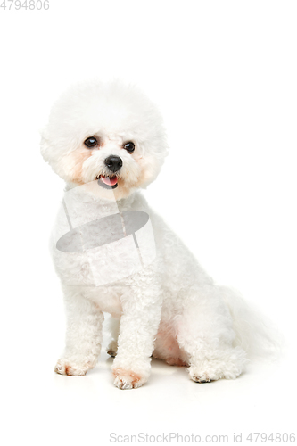 Image of beautiful bichon frisee dog