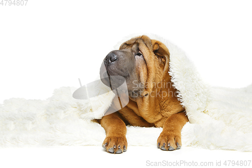 Image of shar pei puppy under plaid