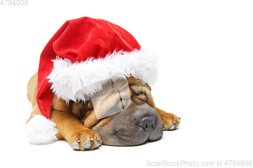 Image of shar pei puppy in christmas hat