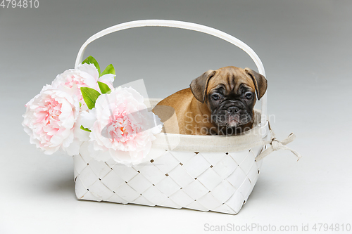 Image of cute french bulldog puppy in basket