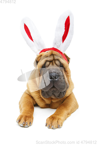 Image of shar pei puppy in xmas bunny ears headband