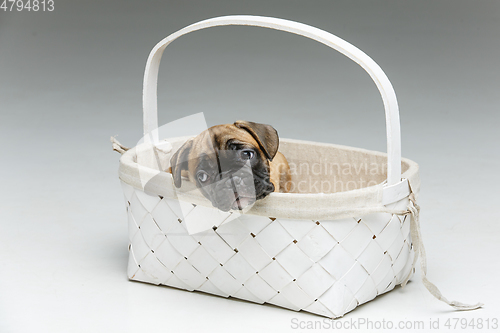 Image of cute french bulldog puppy in basket