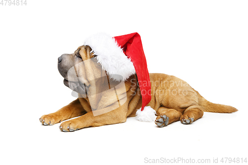 Image of shar pei puppy in christmas hat
