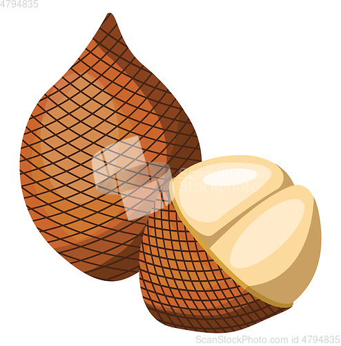 Image of Vector illustration of brown salak fruit half a salak pealed  wh