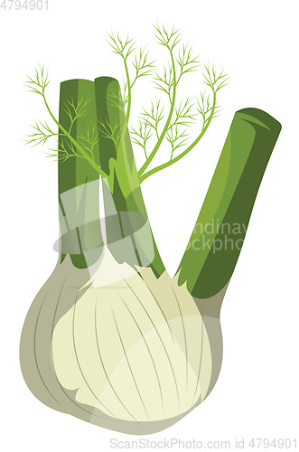 Image of Cartoon fennel vector illustration of vegetables on white backgr