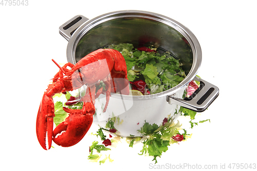 Image of orange lobster isolated