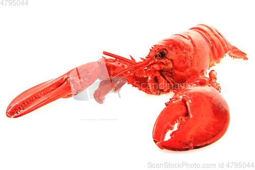 Image of orange lobster isolated