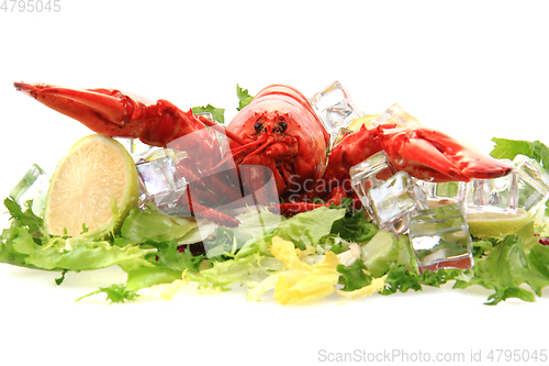 Image of orange lobster isolated