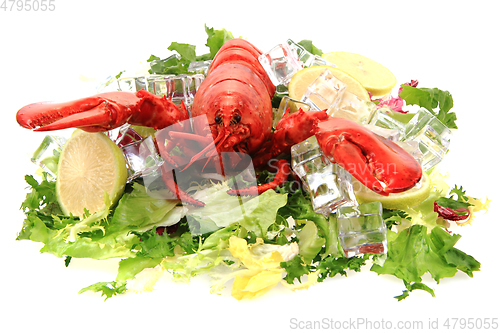 Image of orange lobster isolated