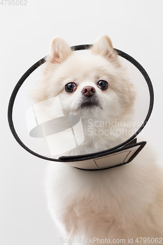 Image of White Pomeranian with protective lampshade 