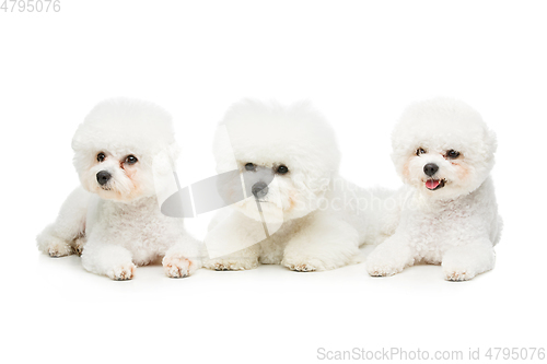 Image of beautiful bichon frisee dogs