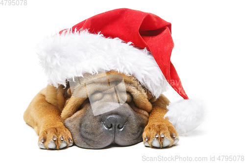 Image of shar pei puppy in christmas hat