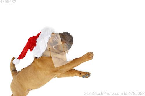 Image of shar pei puppy in christmas hat