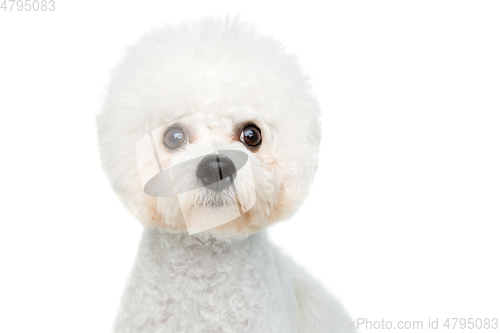 Image of beautiful bichon frisee dog