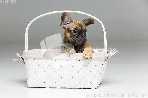 Image of cute french bulldog puppy in basket