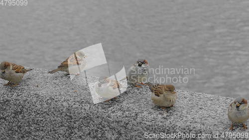 Image of Small birds sparrows sitting on the concrete stone