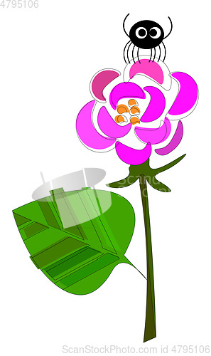 Image of A black spider sitting on the floral disc of the rose plant vect