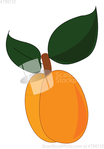Image of Sliced apricot, vector color illustration.
