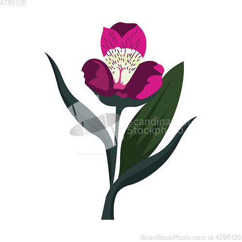 Image of Vector illustration of alstroemeria flower on white background.