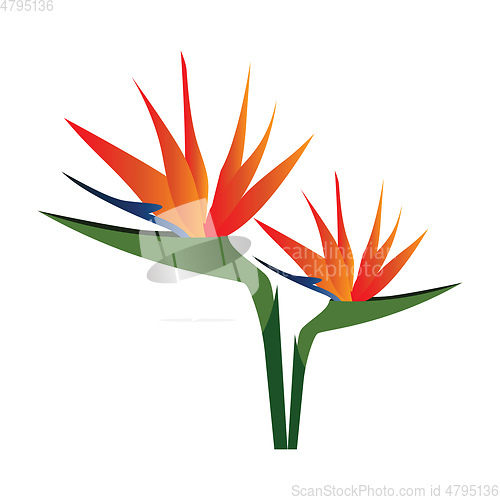 Image of Vector illustration of colorful bird of paradise flowers  on whi