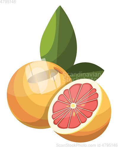 Image of Cartoon of yellow grapefruit cut in half vector illustration on 