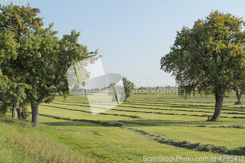 Image of meadow with fruit trees