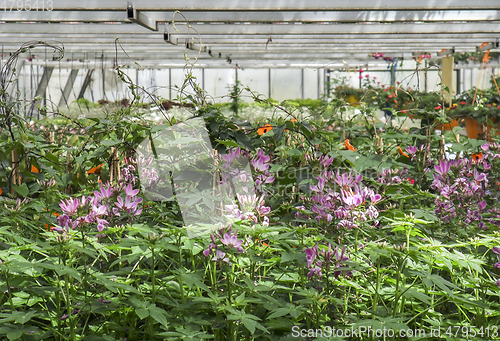 Image of inside greenhouse scenery