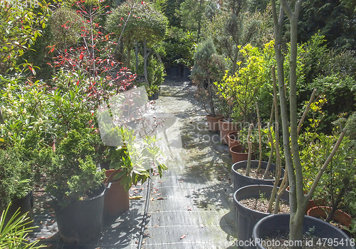 Image of sunny potted plants