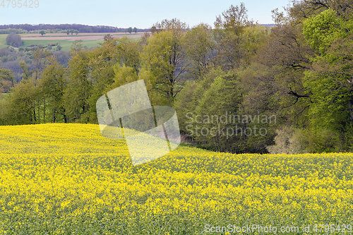 Image of field of rapeseed at spring time
