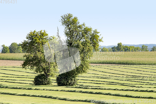 Image of meadow with fruit trees