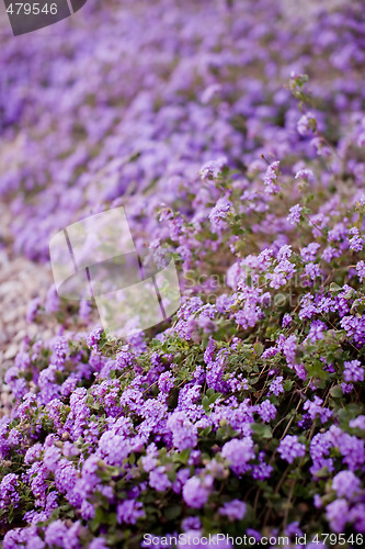 Image of flowerbed of purple flowers