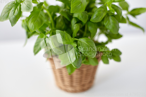 Image of close up of green basil herb in wicker basket