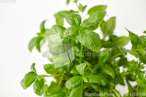 Image of close up of green basil herb