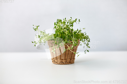 Image of green thyme herb in wicker basket on table