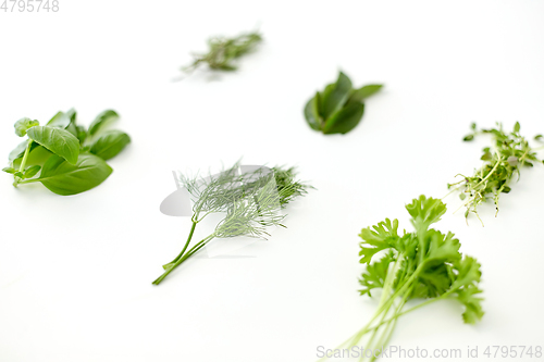 Image of greens, spices or herbs on white background