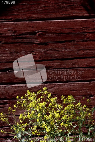 Image of yellow flowers in front of red wooden wall