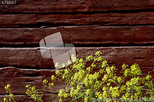 Image of yellow flowers against timber wall
