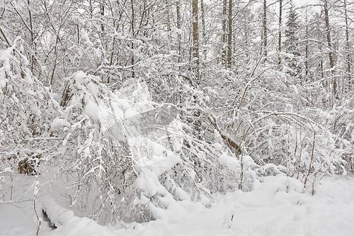 Image of Wintertime landscape of snowy deciduous stand