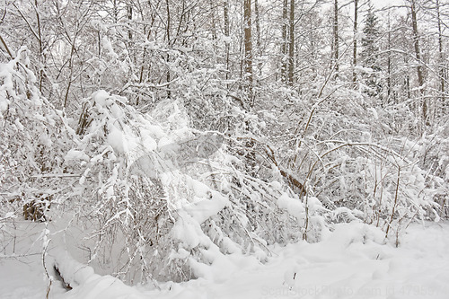 Image of Wintertime landscape of snowy deciduous stand