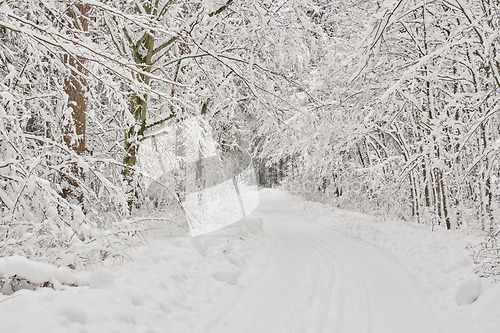 Image of Dirt road crossing snowy deciduous stand