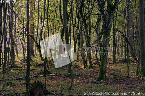 Image of Old deciduous forest in sunrise